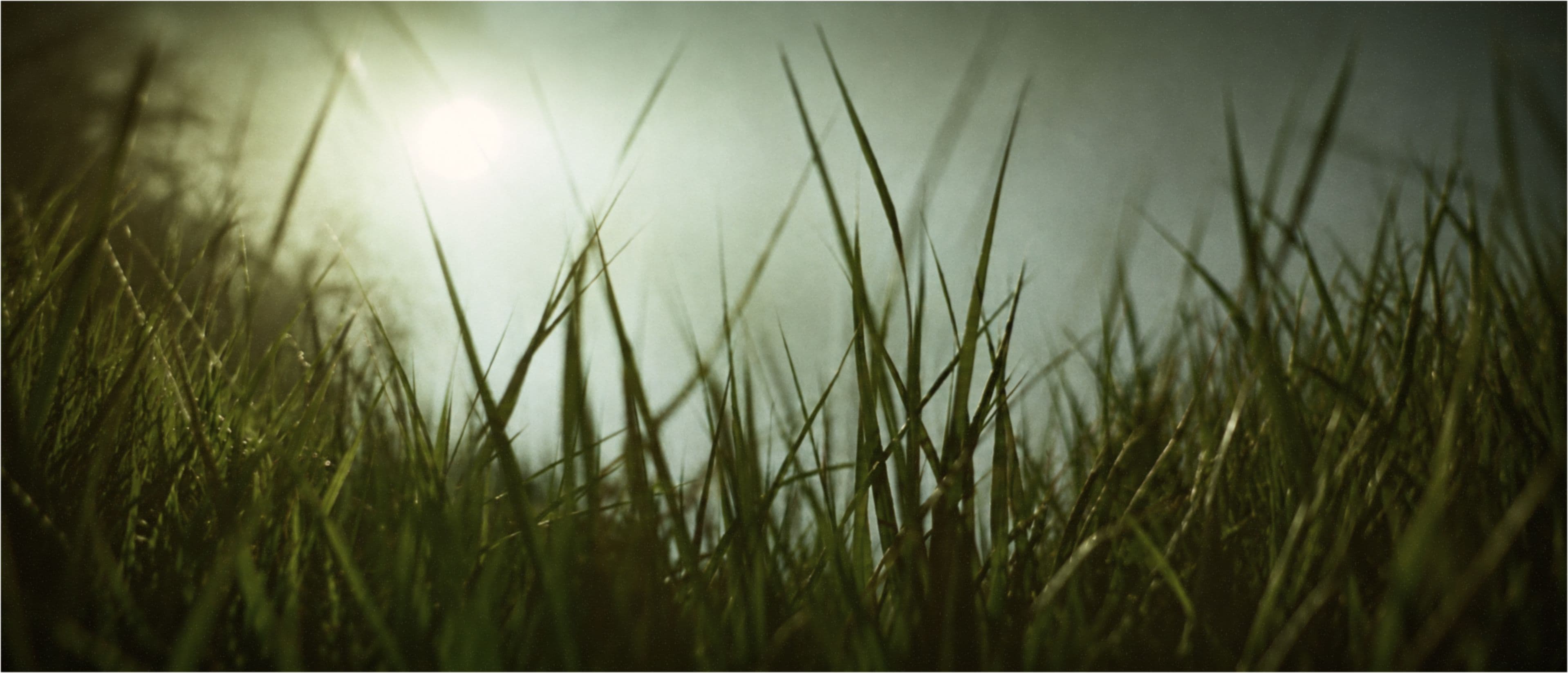 Vetiver